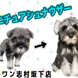 【 ミニチュアシュナウザー 】生後4ヶ月を迎えたシュナちゃんは優等生に成長中♪