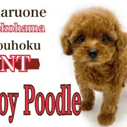 【 トイ・プードル 】濃厚レッドカラーのタレ目がかわいい男の子