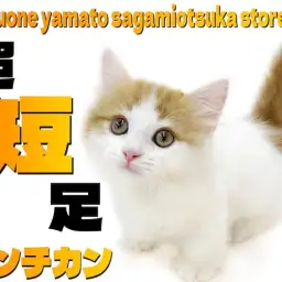 【 マンチカン 】僅か数cmの超短足ボディ！懐っこい癒し系にゃんこをご紹介！
