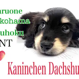 【 カニンヘン・ダックスフント 】艶々ブラックカラーのふんわり系女子
