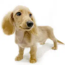 カニンヘン・ダックスフント