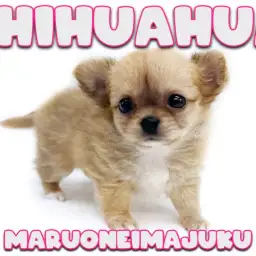 【 チワワ 】超短足な極小ガールが聖地に降臨!食欲旺盛な姿と足先・尻尾にご注目!