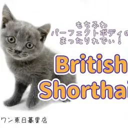 【ブリティッシュショートヘア】プレミアムなお顔立ち!もちふわボディのまったりレディ