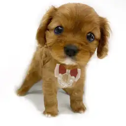 キャバリア・キングチャールズ・スパニエル