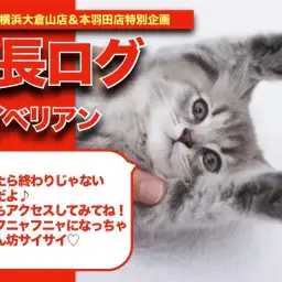 【 サイベリアンちゃんの成長アルバム 】超甘ったれなサイちゃんの成長記!