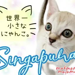 【 シンガプーラ 】世界最小！小さな肩乗りにゃんこ！