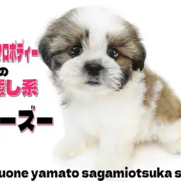 【 シーズー 】ペチャ顔好きな皆さまに最高の笑顔と癒しをお届けします!