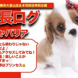 【 キャバちゃんの成長アルバム 】元気いっぱいな明るい性格のキャバちゃんの成長記!