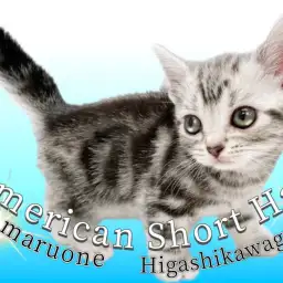 【 アメリカンショートヘア 】初心者さん必見!昔から愛され続ける魅力をご紹介