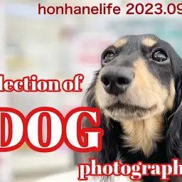 【 ホンハネワンライフ 】マルワン本羽田店の可愛いワンコ達の写真集！