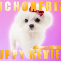 【 ビションフリーゼ 】ハイパー美少女現る!綿あめ界の女王ビションフリーゼ!