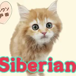 【 サイベリアン 】人見知りゼロ!陽気で明るい太陽のような男の子