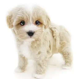 MIX（マルチーズ×トイプードル）