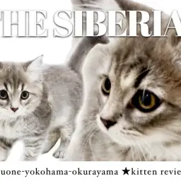 【 サイベリアン 】なんでもお茶の子さいさいサイベリアン!
