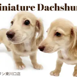 【 ミニチュアダックスフント 】シェーデットイエローの美犬がやってきた!!
