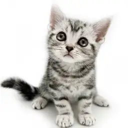 アメリカンショートヘア