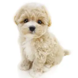 MIX（マルチーズ×トイプードル）