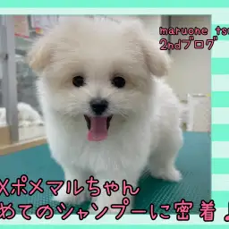 【 MIXポメマル 】初めてのシャンプーに密着!セカンドブログ!