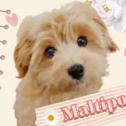 【 MIXマルプー 】4ヶ月齢のミニマムでキュートなレディ!かわいい成長をご紹介