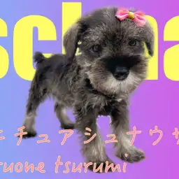 【 ミニチュア・シュナウザー 】優しさあふれるとても魅力的な女の子!!