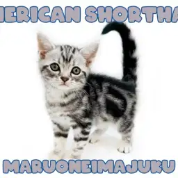 【 アメリカンショートヘア 】シルバータビーが美しい超絶甘えん坊の美猫登場!