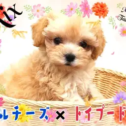 【 MIX 】Mix犬ランキング堂々の1位!美少女まるぷーがやってきた!