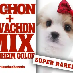 【 MIX 】人気絶頂！ビション×キャバションから誕生したゲキカワMIX