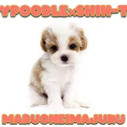 【 MIX 】トイプードルとシーズーのレアMIX!ティーカップサイズの女の子!