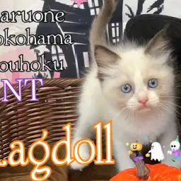 【 ラグドール 】大人気!リアルぬいぐるみニャンコさん
