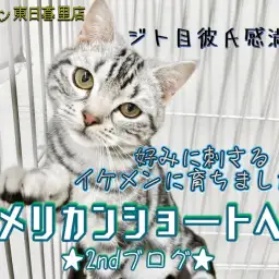 【 アメリカンショートヘア 】成長したら甘えん坊ジト目イケメンになりました!