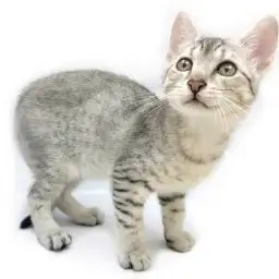 エジプシャンマウ