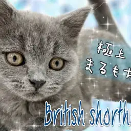 【 ブリティッシュショートヘア 】見て癒し!撫でて至福!極上ブルーにゃんこ!