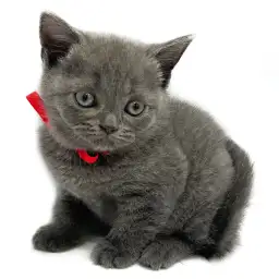 ブリティッシュショートヘア