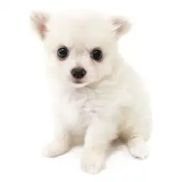 MIX（ポメラニアン×チワワ）