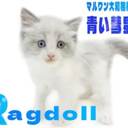 【 ラグドール 】ぬいぐるみの様な愛らしさと青い宝石の様な目を持つ圧倒的美猫！
