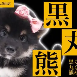 【黒柴】黒×黒の墨色サラブレッド!コンパクトサイズに成長中!!