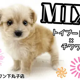 【 MIX 】トイプードルとチワワが両親、小さくて明るい性格の女の子!