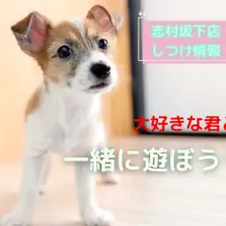 【 パピーのしつけ 】愛犬との新生活をもっと楽しく、遊び方の基本講座!