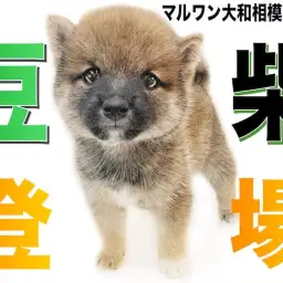 【 豆柴 】穏やかで優しく甘えん坊！小柄で夕焼けの様な濃い毛色を持つ豆柴が登場！