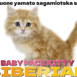 【 サイベリアン 】犬の様な性格とぬいぐるみの様なベビーフェイスに大注目!