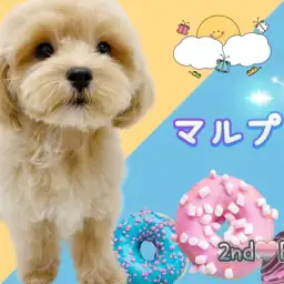 【 MIX 】愛くるしいドワーフ体型のマルプーちゃん!生後4ヶ月半