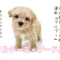 【マルチーズ×プードル】手のひらサイズのおっとり顔マルプーちゃんがやってきた