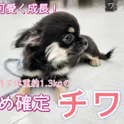 【 チワワ 】生後6ヶ月で約1.3kgはマイクロチワワの兆し!小さめブラクリ女子
