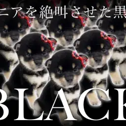 【 豆柴 】両親体高27cm以下!!待望のプレミアム黒豆柴がついにやってきた!