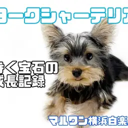 【 ヨークシャーテリア 】毛色の変化にご注目！小柄な歩く宝石の成長記録