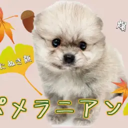 【 ポメラニアン 】爆毛たぬき顔!可愛さ100点満点で皆様の心を虜にしちゃいます