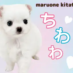 【 チワワ 】愛嬌抜群!魅惑のムチコロボディ!しろくまみたいな女の子