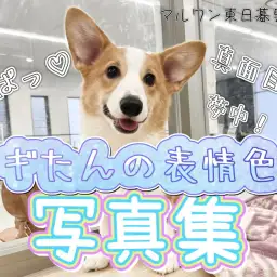 【 ウェルシュコーギーペンブローク 】生後半年を迎えたコギたんの表情写真集