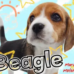 【 ビーグル 】あなたのベストパートナーに！癒し系ハウンドドッグ！