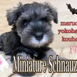 【 ミニチュア•シュナウザー 】人気王道ソルト&ペッパーのおっとり系な女子